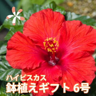 ハイビスカス 鉢 鉢植え 花 【 ロングライフハイビスカス 6号 6寸 】 お中元 誕生日 結婚記念日 父の日 お盆 おしゃれ ギフト 土 ロングライフ ハイビスカ柄 ハイビスカスコレクション 花ギフト