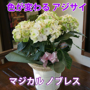 母の日 ハイドランジア アジサイ 【 色が変わる マジカルノブレス あじさい 送料無料 鉢植え ト 紫陽花 】 父の日 ギフト 西安 ダンスパーティー 西洋アジサイ ガクアジサイ 花ギフト ポイント消化 100円 300円 500円