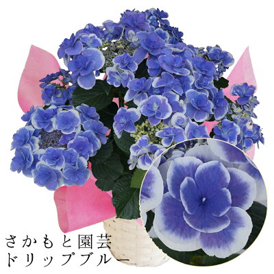 あじさい鉢植え ドリップブルー5号鉢 朝8時まで注文で即日発送 さかもと園芸 達人のあじさい 母の日 送料無料 紫陽花 アジサイ 花鉢植え 鉢花 ギフト プレゼント 群馬の鉢花