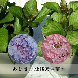 紫陽花 アジサイ 母の日プレゼント 人気ランキング21 ベストプレゼント 紫陽花 アジサイ 母の日プレゼント 人気ランキング21 ベストプレゼント