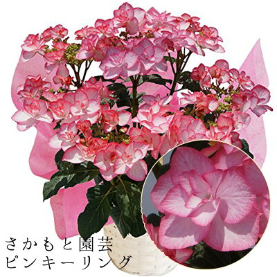 2021母の日ギフト あじさい鉢植え ピンキーリングピンク さかもと園芸 達人のあじさい 動画で見れる 母の日 送料無料 紫陽花 アジサイ 鉢植え 鉢花 ギフト プレゼント 群馬の鉢花