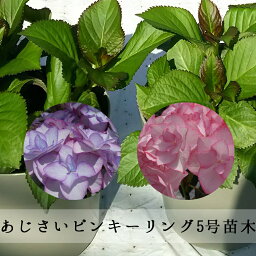 紫陽花 アジサイ 母の日プレゼント 人気ランキング21 ベストプレゼント 紫陽花 アジサイ 母の日プレゼント 人気ランキング21 ベストプレゼント
