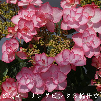 2021母の日ギフト あじさい鉢植え ピンキーリングピンク3輪仕立て さかもと園芸 達人のあじさい 動画で見れる 母の日 送料無料 紫陽花 アジサイ 鉢植え 鉢花 ギフト プレゼント 群馬の鉢花