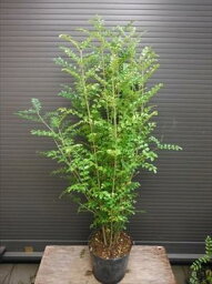観葉植物 シマトネリコ 人気ブランドランキング21 ベストプレゼント 観葉植物 シマトネリコ 人気ブランドランキング21 ベストプレゼント
