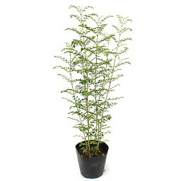 観葉植物 シマトネリコ 人気ブランドランキング21 ベストプレゼント 観葉植物 シマトネリコ 人気ブランドランキング21 ベストプレゼント