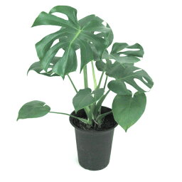 モンステラ 人気ブランドランキング ベストプレゼント