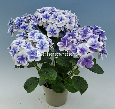 【アジサイ】ドリップブルー【送料無料】ギフト不可 平均3~4輪 HYDRANGEA macrophylla 'Drip Blue®'