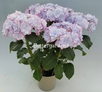 【アジサイ】ケイコブルー【送料無料】ギフト不可 平均3~4輪 HYDRANGEA macrophylla 'Keiko Blue®'