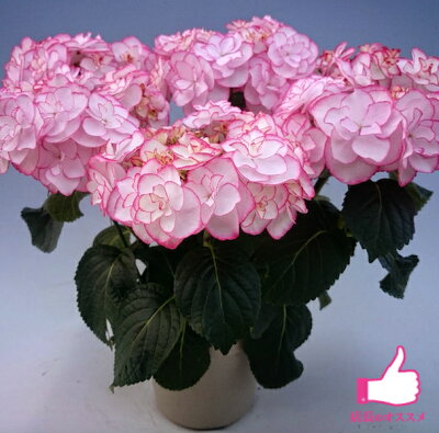 【アジサイ】ケイコピンク【送料無料】ギフト不可 平均3~4輪 HYDRANGEA macrophylla 'Keiko Pink®'