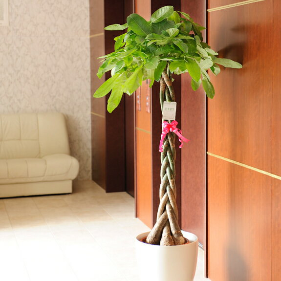 観葉植物 結婚祝いプレゼント 人気ランキング22 ベストプレゼント