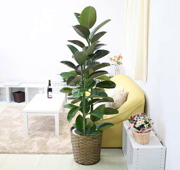 観葉植物 ゴムの木 人気ブランドランキング21 ベストプレゼント 観葉植物 ゴムの木 人気ブランドランキング21 ベストプレゼント