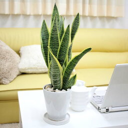観葉植物 父の日プレゼント 人気ランキング ベストプレゼント