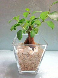 観葉植物 ガジュマル 人気ブランドランキング21 ベストプレゼント 観葉植物 ガジュマル 人気ブランドランキング21 ベストプレゼント