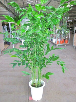 母の日ギフトに人気の観葉植物 おすすめ通販ランキングtop15 ベストプレゼントガイド 母の日ギフトに人気の観葉植物 おすすめ通販ランキングtop15 ベストプレゼントガイド