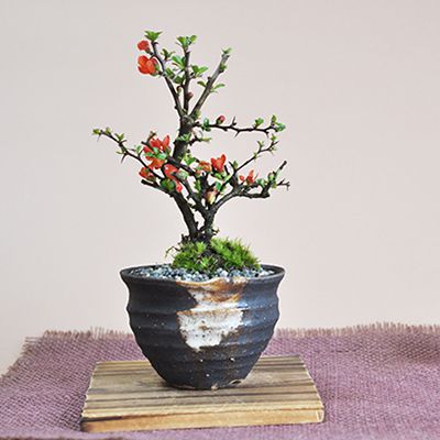 【遅れてごめんね 敬老の日】盆栽 長寿梅 ミニ盆栽 花 ミニ長寿梅 プレゼント ミニ 入門 初心者 サポート かわいい モダン ラッピング メッセージカード お母さん 贈り物 鉢植え ギフト お祝い 縁起が良い 還暦 長寿 母の日 父の日 敬老の日 花盆栽 bonsai ボンサイ 盆
