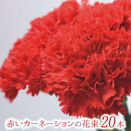カーネーション 敬老の日 赤いカーネーションの花束 20本【フラワーギフト】 ギフト 贈り物 プレゼント お祝い