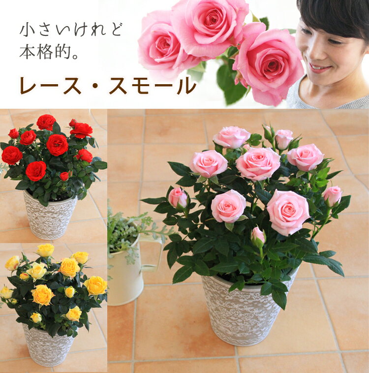 おしゃれな鉢植えのフラワーギフトランキング21 母の日には可愛いバラがおすすめ ベストプレゼントガイド