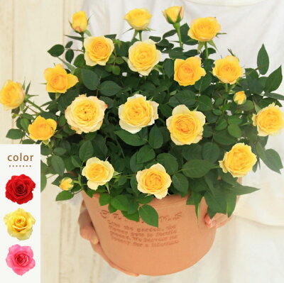 <専門店のバラの鉢植え> 花色が選べる 送料無料 エコロサークル 誕生日プレゼント 結婚記念日 女性 誕生日 母 祖母 ギフト 花 還暦祝い 生花 退職祝い 男性 父 定年 送別会 結婚 お祝い 妻 鉢植え 寄植え 新築祝い 四季咲き 花鉢 バラ ミニバラ
