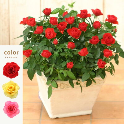 おしゃれな鉢植えのフラワーギフトランキング21 母の日には可愛いバラがおすすめ ベストプレゼントガイド おしゃれな鉢植えのフラワーギフトランキング21 母の日には可愛いバラがおすすめ ベストプレゼントガイド