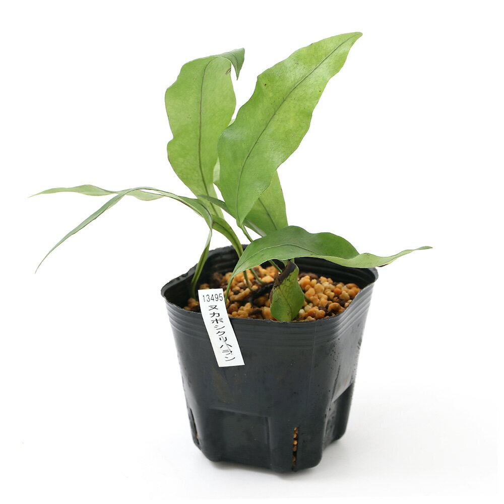 観葉植物 シダ 人気ブランドランキング21 ベストプレゼント