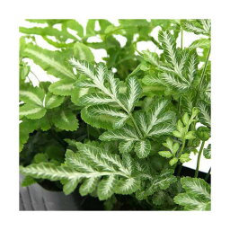 観葉植物 シダ 人気ブランドランキング21 ベストプレゼント 観葉植物 シダ 人気ブランドランキング21 ベストプレゼント