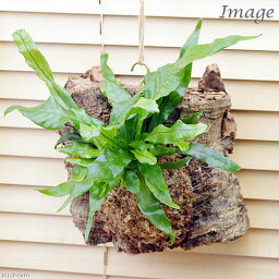 観葉植物 シダ 人気ブランドランキング21 ベストプレゼント 観葉植物 シダ 人気ブランドランキング21 ベストプレゼント