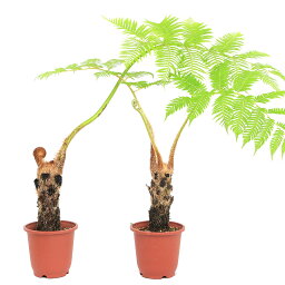 観葉植物 シダ 人気ブランドランキング21 ベストプレゼント 観葉植物 シダ 人気ブランドランキング21 ベストプレゼント