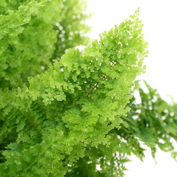 観葉植物 シダ 人気ブランドランキング21 ベストプレゼント 観葉植物 シダ 人気ブランドランキング21 ベストプレゼント