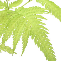 観葉植物 シダ 人気ブランドランキング21 ベストプレゼント 観葉植物 シダ 人気ブランドランキング21 ベストプレゼント