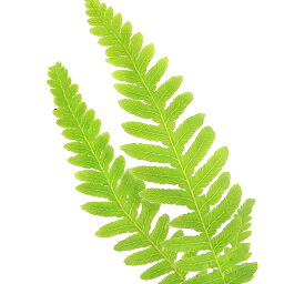 観葉植物 シダ 人気ブランドランキング21 ベストプレゼント 観葉植物 シダ 人気ブランドランキング21 ベストプレゼント