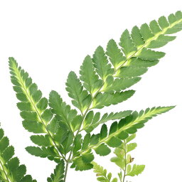 観葉植物 シダ 人気ブランドランキング21 ベストプレゼント 観葉植物 シダ 人気ブランドランキング21 ベストプレゼント