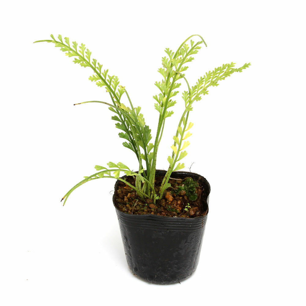 観葉植物 シダ 人気ブランドランキング21 ベストプレゼント