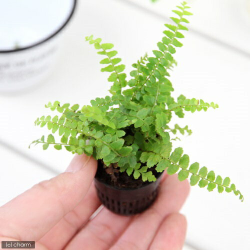 観葉植物 シダ 人気ブランドランキング21 ベストプレゼント