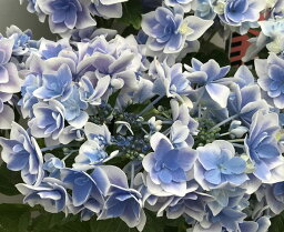 紫陽花 アジサイ 母の日プレゼント 人気ランキング21 ベストプレゼント 紫陽花 アジサイ 母の日プレゼント 人気ランキング21 ベストプレゼント