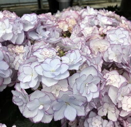 紫陽花 アジサイ 母の日プレゼント 人気ランキング21 ベストプレゼント 紫陽花 アジサイ 母の日プレゼント 人気ランキング21 ベストプレゼント