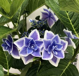 紫陽花 アジサイ 母の日プレゼント 人気ランキング21 ベストプレゼント 紫陽花 アジサイ 母の日プレゼント 人気ランキング21 ベストプレゼント