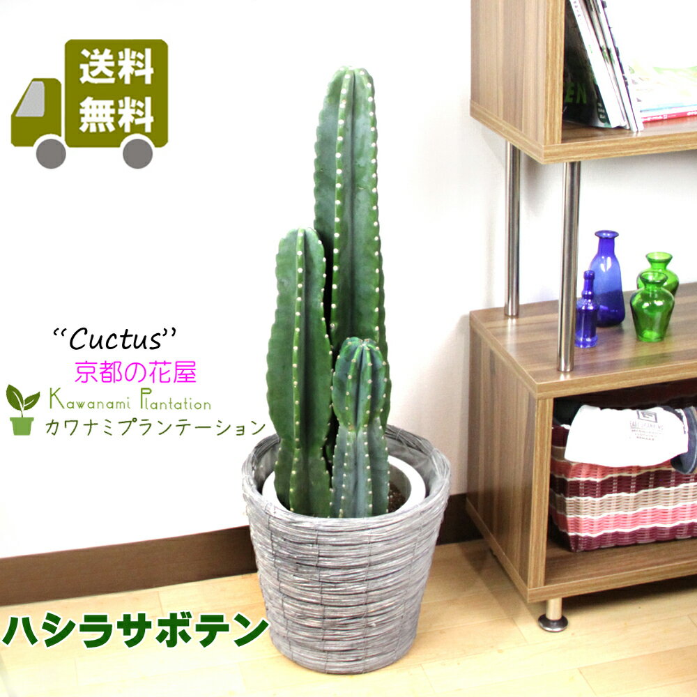 サボテン 人気ブランドランキング22 ベストプレゼント