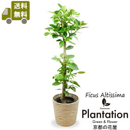 観葉植物 ゴムの木 人気ブランドランキング21 ベストプレゼント 観葉植物 ゴムの木 人気ブランドランキング21 ベストプレゼント