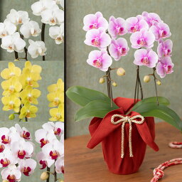 花の鉢植え 母の日プレゼント 人気ランキング21 ベストプレゼント 花の鉢植え 母の日プレゼント 人気ランキング21 ベストプレゼント