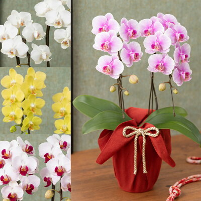 母の日ギフトにおすすめの花の鉢植え 人気ブランドランキングtop18 21年版 ベストプレゼントガイド 母の日ギフトにおすすめの花の鉢植え 人気ブランドランキングtop18 21年版 ベストプレゼントガイド