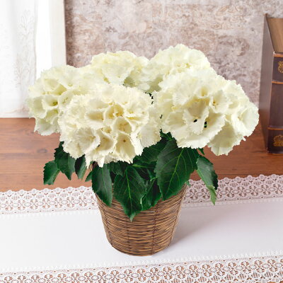 おしゃれな鉢植えのフラワーギフトランキング2021 母の日には可愛いバラがおすすめ ベストプレゼントガイド