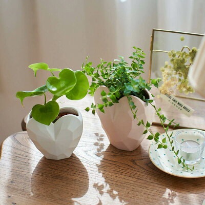 【バレンタイン】観葉植物「Full of Hearts」 鉢植え フラワー ギフト 花 プレゼント お祝い 記念 贈り物 サプライズ 誕生日 結婚記念 開店祝い 送別会 歓送迎会 新築祝い 発表会 2個セット ペア