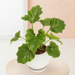 観葉植物 セローム 結婚祝いプレゼント 人気ブランドランキング ベストプレゼント
