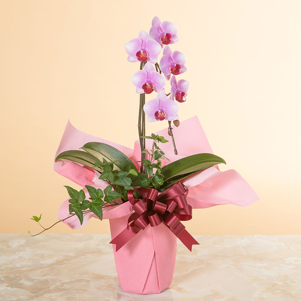 花の鉢植え 母の日プレゼント 人気ランキング21 ベストプレゼント