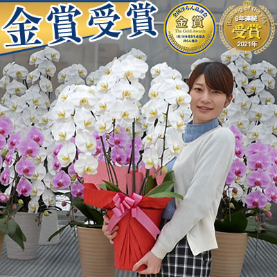 【300円OFFクーポン発行中】8/31まで。胡蝶蘭 3本立 10,000円 24〜30輪 あす楽【海老名洋蘭園 お祝い 花 胡蝶蘭 ギフト 開店 開院 開業 移転 お供え 贈り物 還暦 喜寿 傘寿 卒寿 百寿 受賞 御供 敬老の日 組閣・内閣・議員就任祝い】【ko】【ya】
