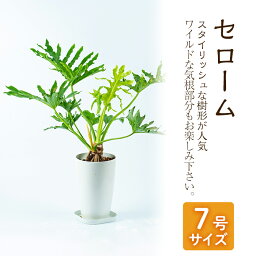 観葉植物 セローム 結婚祝いプレゼント 人気ブランドランキング ベストプレゼント