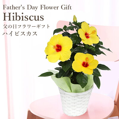 父の日ギフト 送料無料 楽天1位 フラアート花門 ハイビスカス 鉢植え プレゼント 2022 花 フラワー ギフト 黄 ハイビスカス アレンジ 花鉢 父の日 その他 鉢花 鉢 フラワーギフト