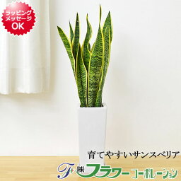 女性への観葉植物 人気プレゼントランキング21 ベストプレゼント 女性への観葉植物 人気プレゼントランキング21 ベストプレゼント