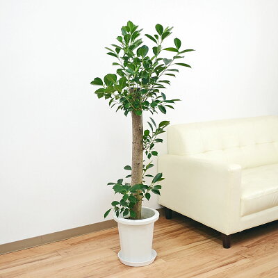 観葉植物 ガジュマル(多幸の木) 朴タイプ一本立ち 8号(中鉢) インテリア 人気 お祝い ギフト プレゼント 開店祝い 新築祝い 誕生日祝い 結婚祝い おしゃれ スタイリッシュ 大型 中型 送料無料】
