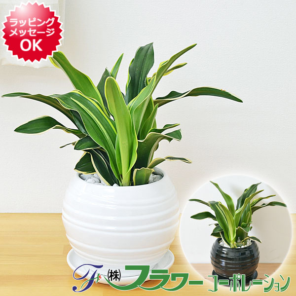 観葉植物 引越 引っ越し祝いプレゼント 人気ランキング21 ベストプレゼント